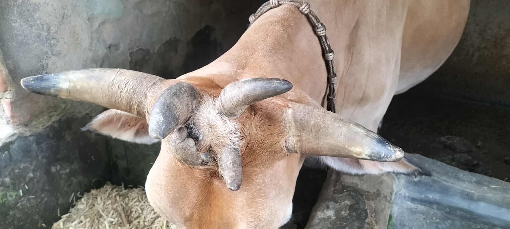 ঝিনাইদহে ৭ শিং বিশিষ্ট গরুর সন্ধান সাইফুল ইসলাম স্টাফ রিপোর্টার